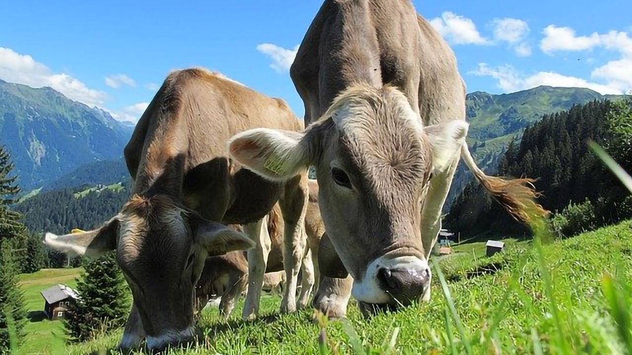 Methane Production From Cattle Reduced by Controlling Their Microbiome