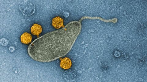 Most Common Organism in the Ocean Hosts Viruses in Its DNA