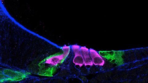 30,000-cell Study Maps the Development of Sound Sensing in the Mouse Inner Ear