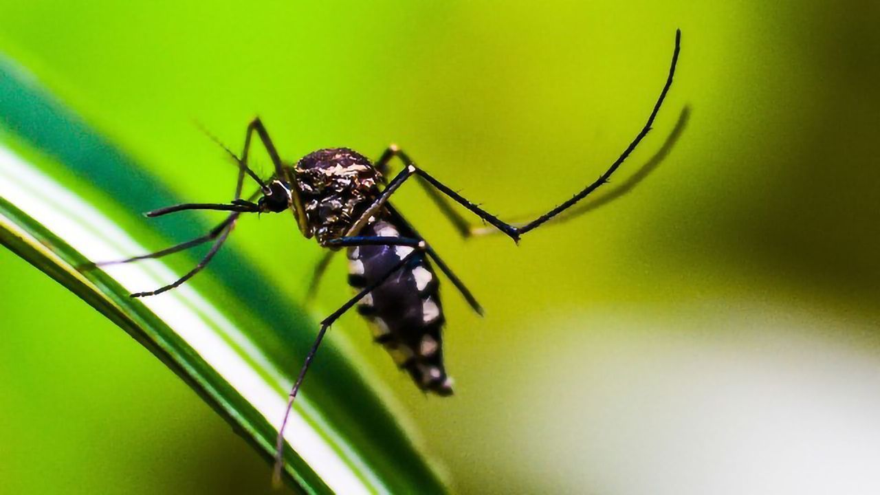Extracellular Vesicles Play an Important Role in the Pathology of Plasmodium vivax Malaria