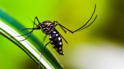 Extracellular Vesicles Play an Important Role in the Pathology of Plasmodium vivax Malaria
