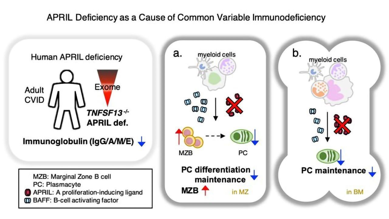 Our Lifelong Immunity Relies on APRIL