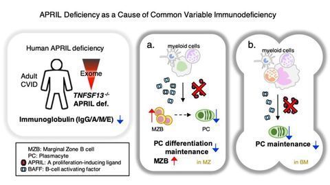 Our Lifelong Immunity Relies on APRIL