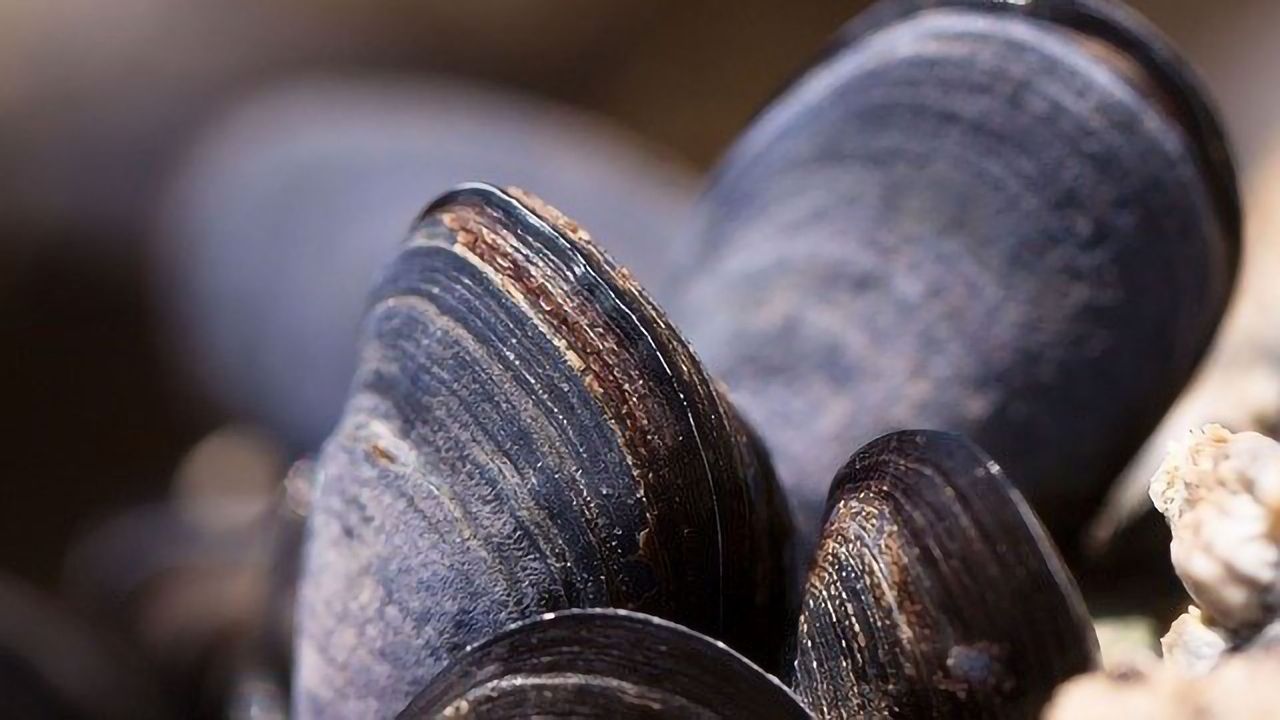 Mussels Found To Contain Novel Bioaccumulative Chemical