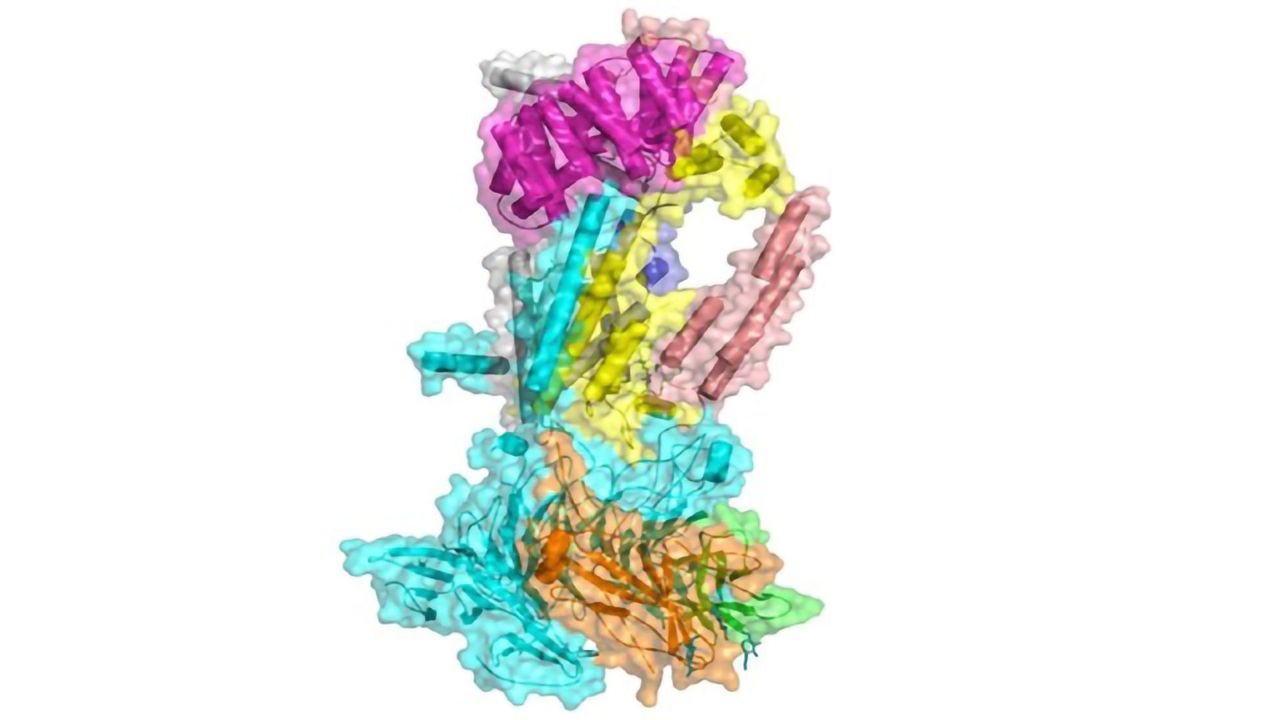 Atomic “Blueprint” of Molecular Machine Involved in Membrane Protein Installation