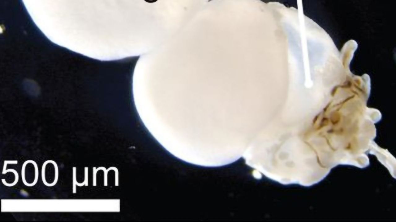 Hairy, Lab-grown Human Skin Cell Model Could Advance Hair Loss Research