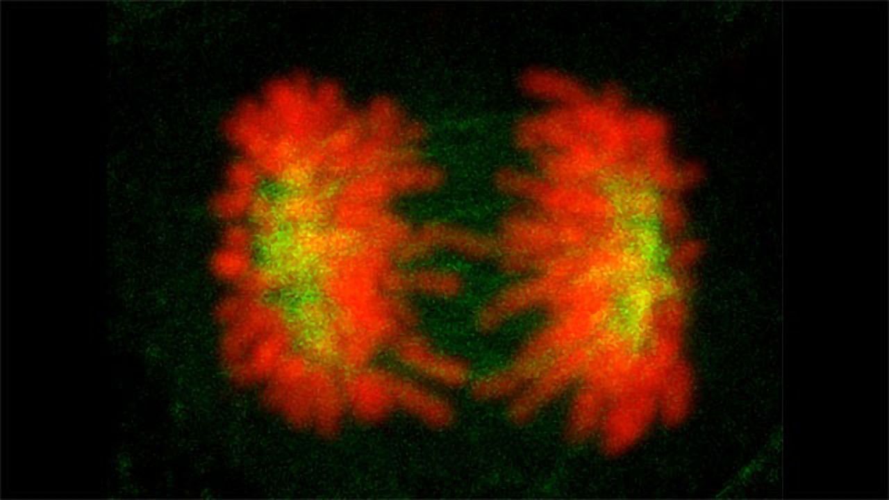 How Cells Solve Their Identity Crisis