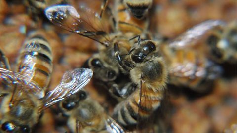 Honeybee Colony Immunity Boosted by Mutual Grooming