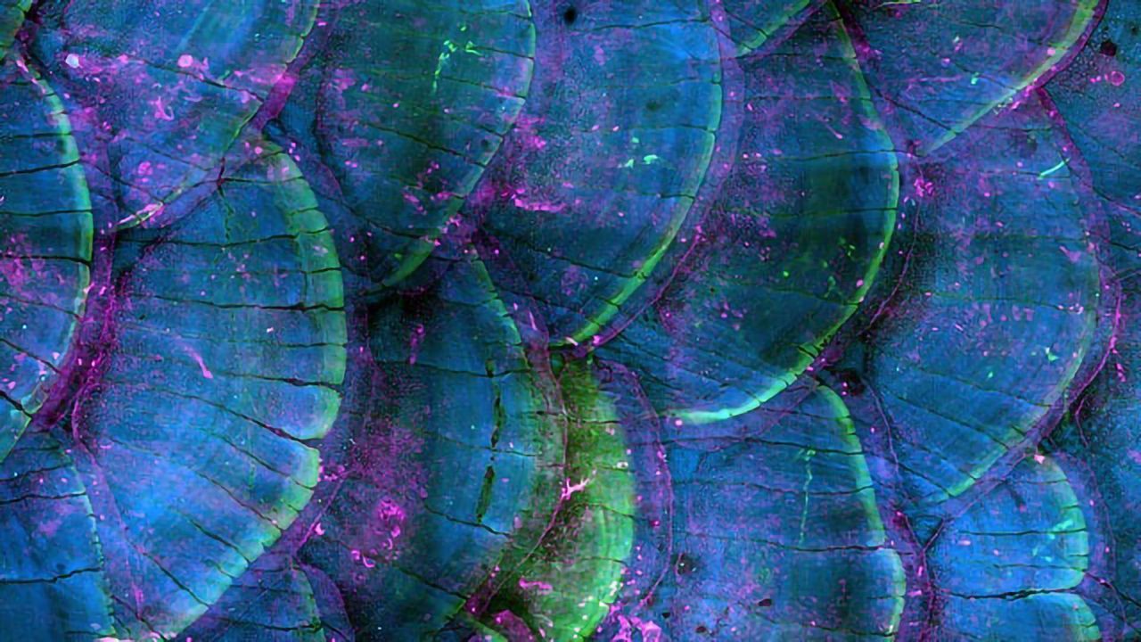 Zebrafish Scales