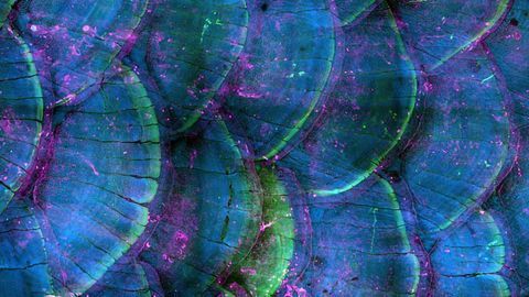 Zebrafish Scales