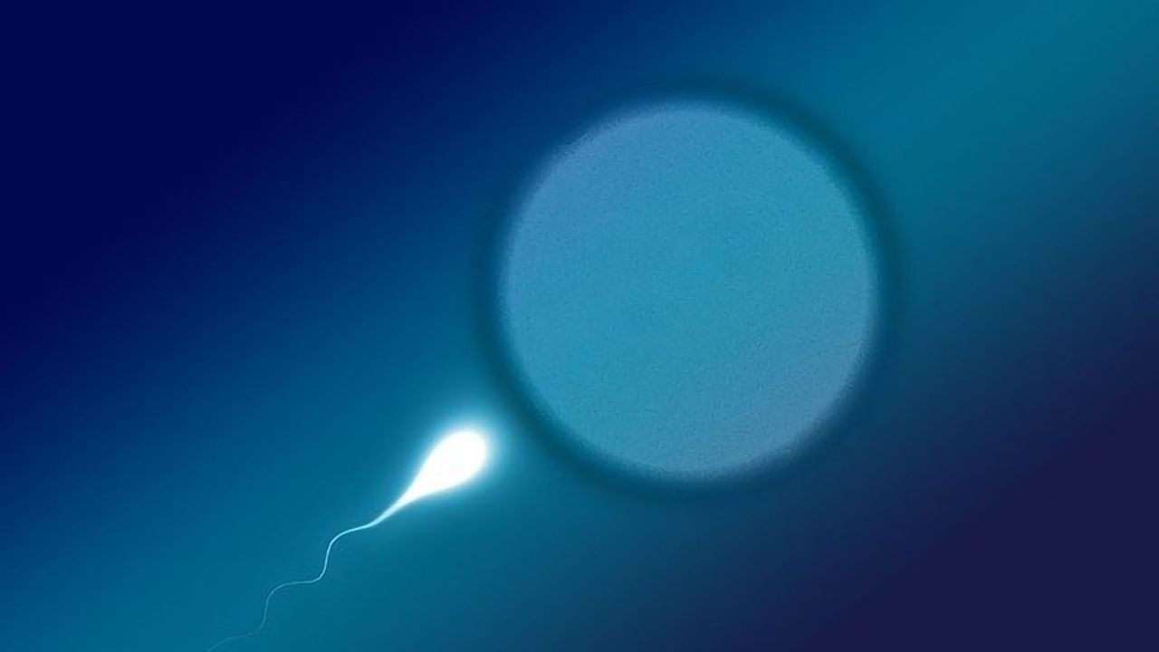 How DNA Crossovers Can Drive Healthy, Abnormal Sperm, Egg Cell Division