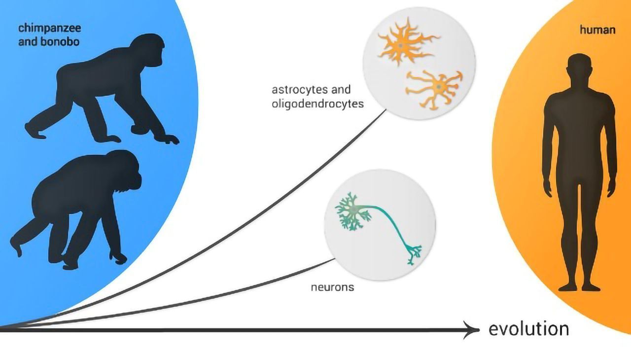 Exploring the Evolution of the Human Brain at the Single-cell Level