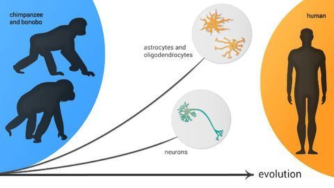 Exploring the Evolution of the Human Brain at the Single-cell Level