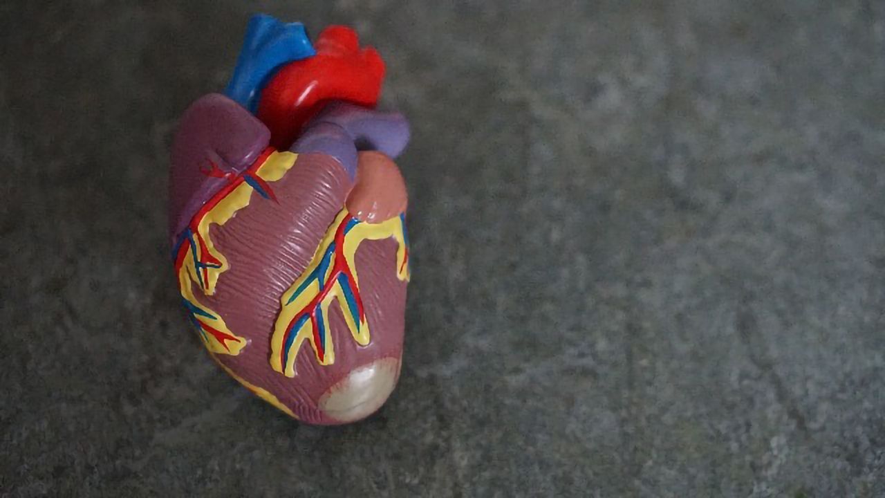 Single-cell Map of the Heart Reveals Wide Cellular Diversity