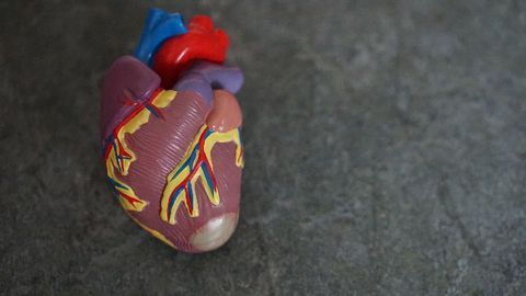 Single-cell Map of the Heart Reveals Wide Cellular Diversity