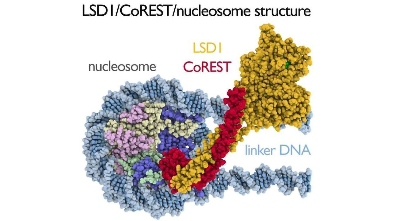 Studying Cancer-related Enzyme in Action Helps Illuminate Gene Regulation