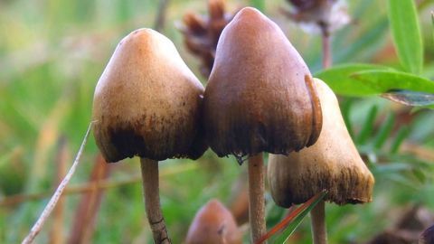 This "Hidden" Brain Region Could Explain Ego Death After Taking Psilocybin