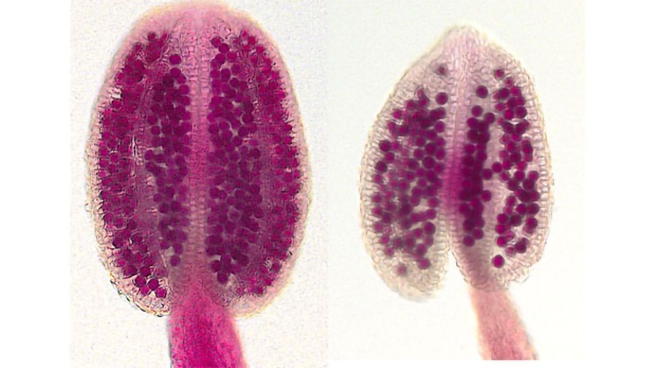 Newly Identified Gene Reduces Pollen Number of Plants
