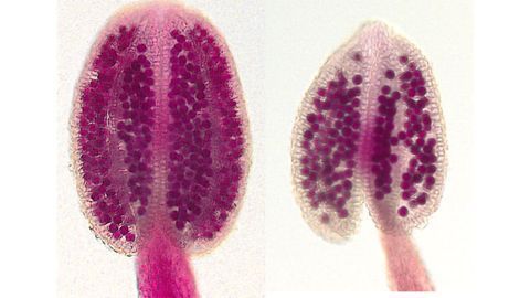 Newly Identified Gene Reduces Pollen Number of Plants