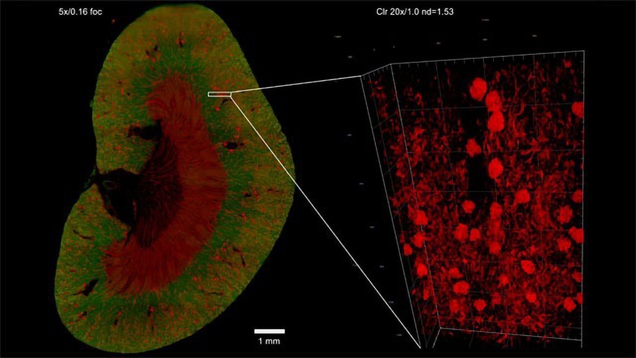 ZEISS Lightsheet 7 Allows Multiview Imaging of Both Living and Cleared Specimens