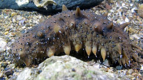 Sea Cucumber Reveals Ancient Origin for Key Hormone System
