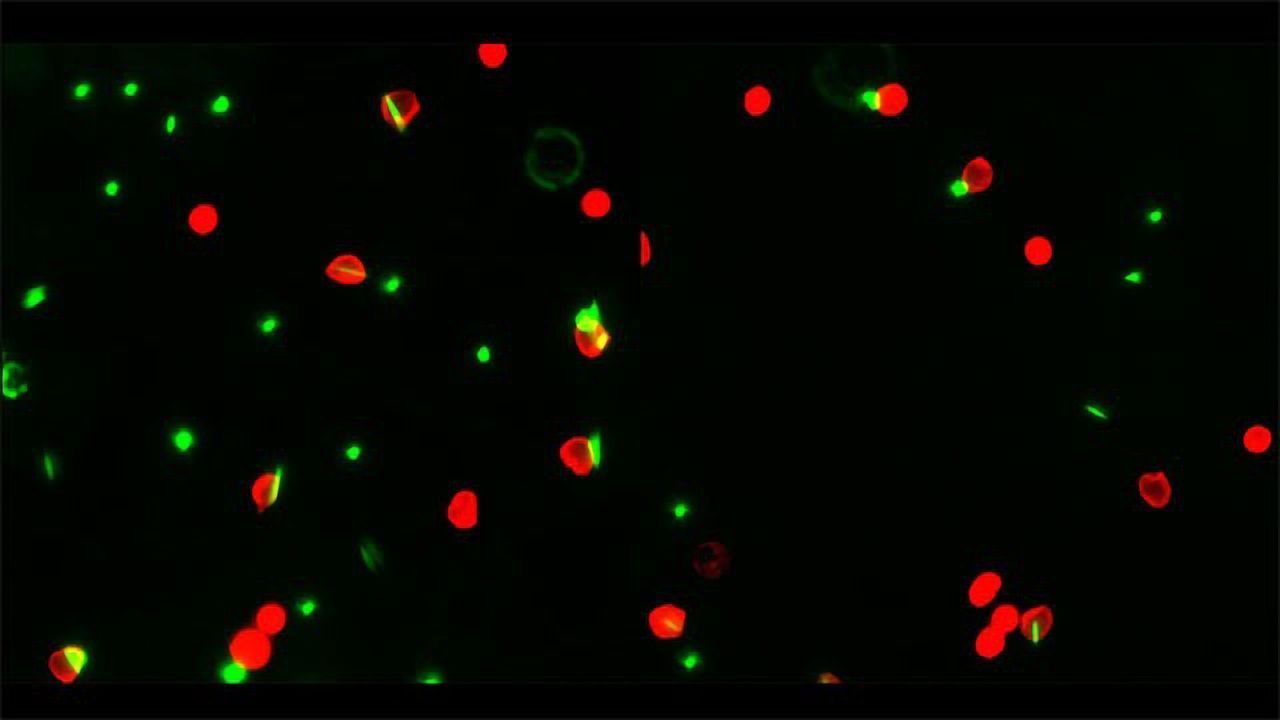 Rod-shaped Particles Could Curb Out-of-Control Immune Cells Responsible for COVID-19 Deaths
