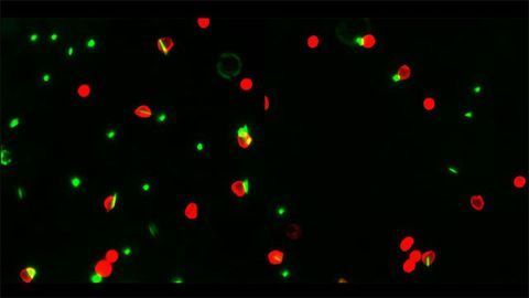 Rod-shaped Particles Could Curb Out-of-Control Immune Cells Responsible for COVID-19 Deaths