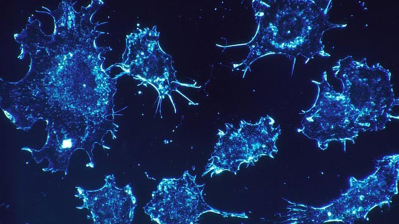 Synthesized Fungal Molecule Reactivates Self-destruct Gene in Cancer Cells