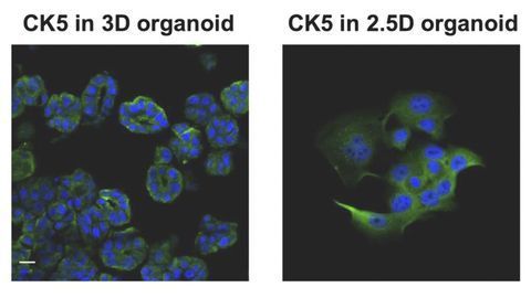 Synthesized Cell Culture Process Could Make for More Efficient Cancer Research