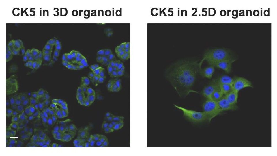 Synthesized Cell Culture Process Could Make for More Efficient Cancer