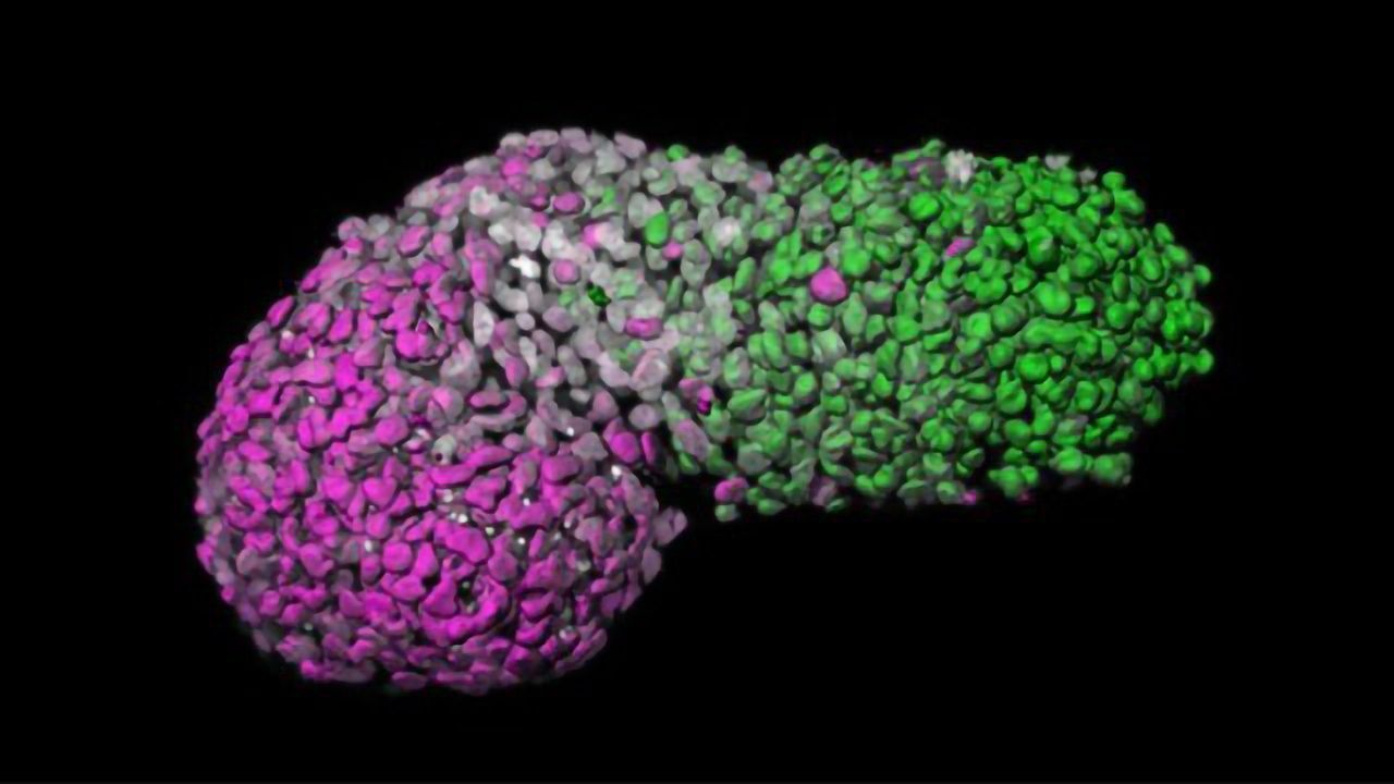 Human Embryo-like Model Created From Human Stem Cells