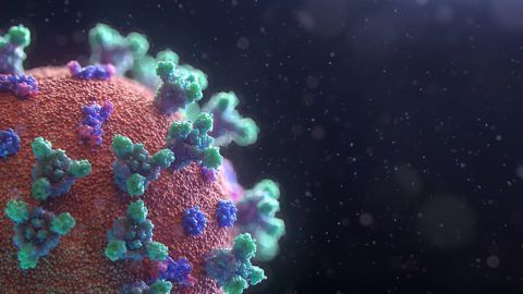 Cow-derived COVID-19候选人治疗产生四倍的中和抗体,显示数据