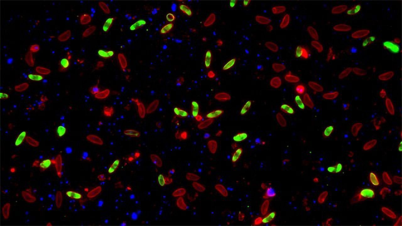 Massive Sexual Conversion of the Malaria Parasite Achieved in a Dish