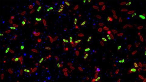 Massive Sexual Conversion of the Malaria Parasite Achieved in a Dish