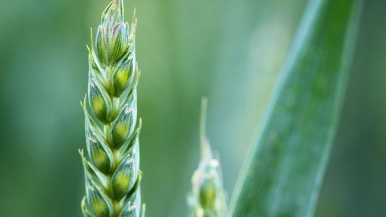 Crop Pathogens' Adaptability See Them Flourish in Changing Climate