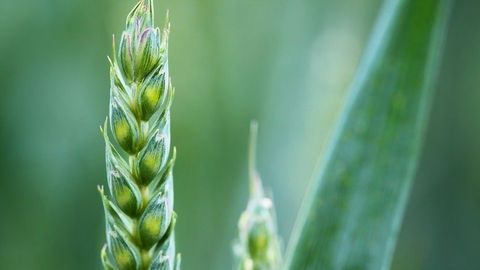 Crop Pathogens' Adaptability See Them Flourish in Changing Climate