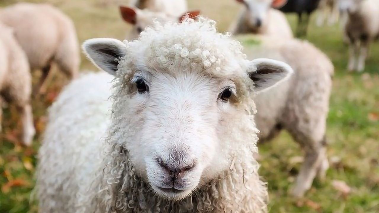 Sedated Sheep Show How Ketamine Reboots the Brain
