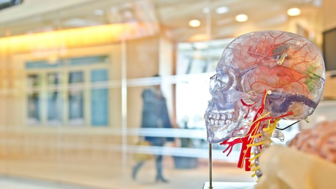 Computational Model Helps Understand How the Brain Processes Language