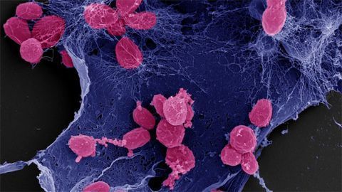 Water Bacteria Cultivate Their Garden