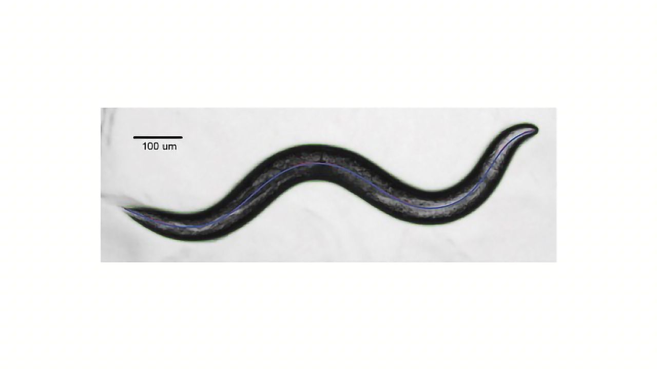Egg-laying Worms Show How the Dopamine System Helps Sync Up Behavior