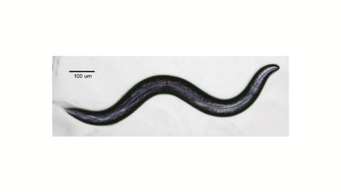 Egg-laying Worms Show How the Dopamine System Helps Sync Up Behavior