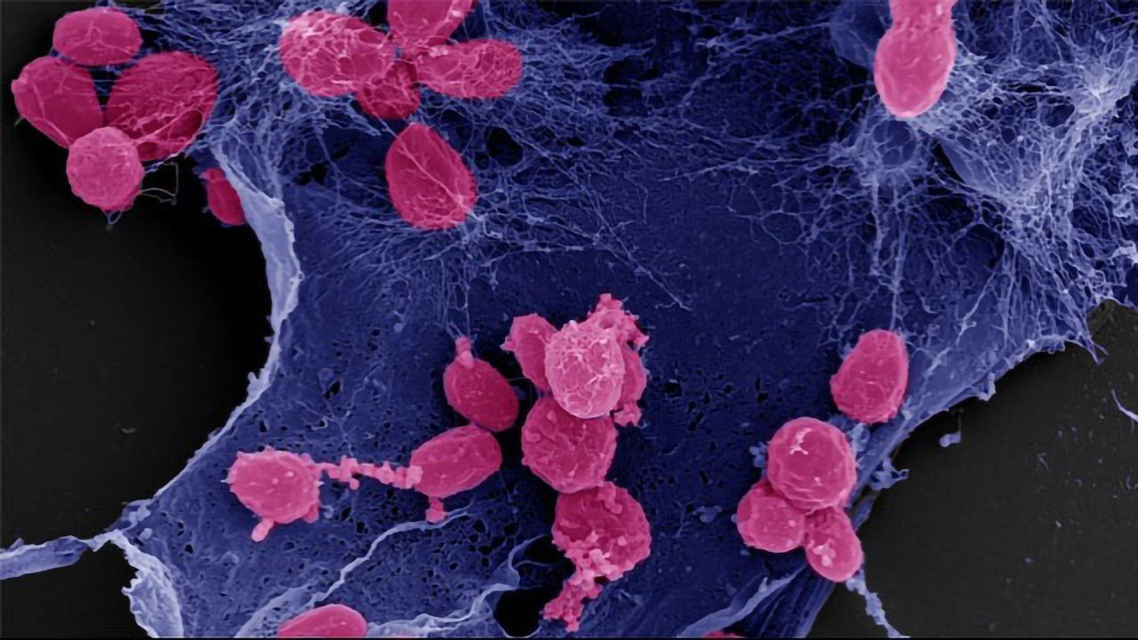 Water Bacteria With a Green Thumb