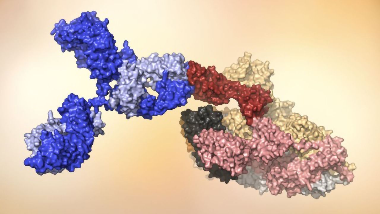 Powerful Protection Provided Against SARS-CoV-2 Infection by Antibodies of Recovered Patients