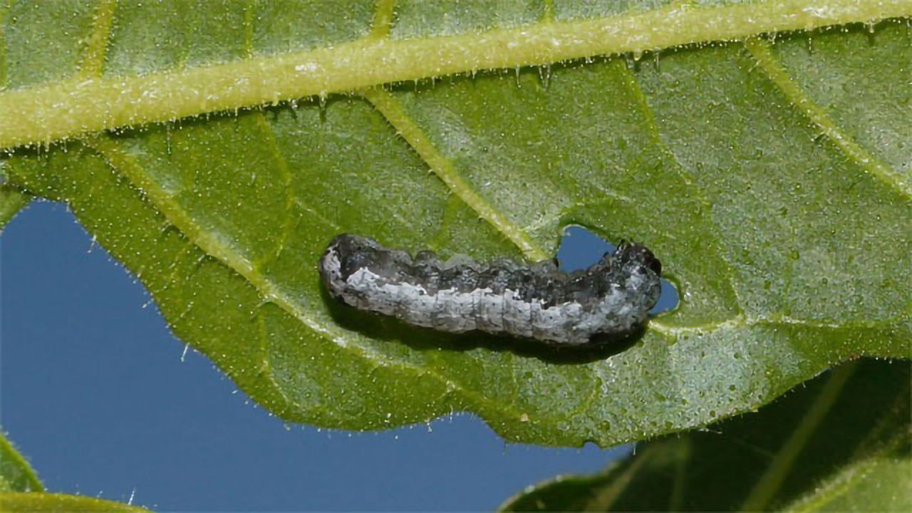 Plant Defense Theories Are Put to the Test
