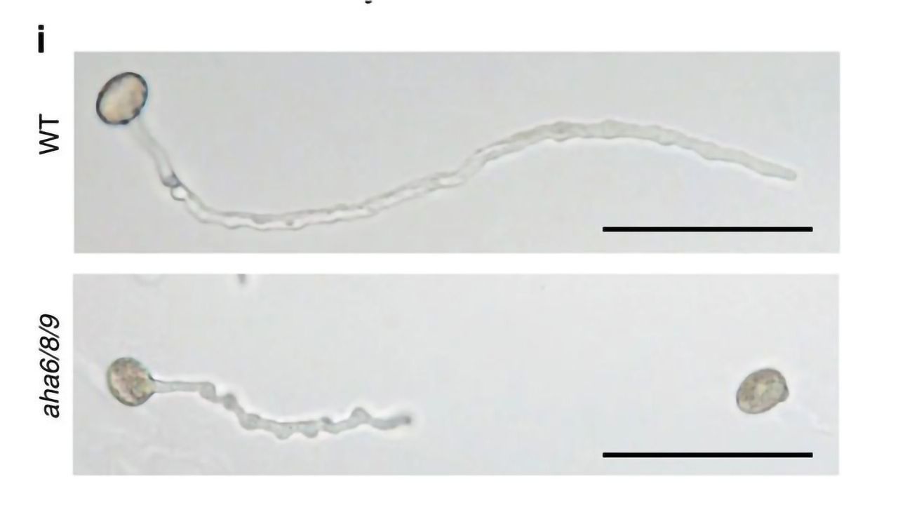 Scientists Uncover the Mechanisms Behind Nature’s (Perhaps) Largest Erection