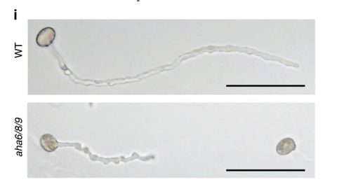 Scientists Uncover the Mechanisms Behind Nature’s (Perhaps) Largest Erection