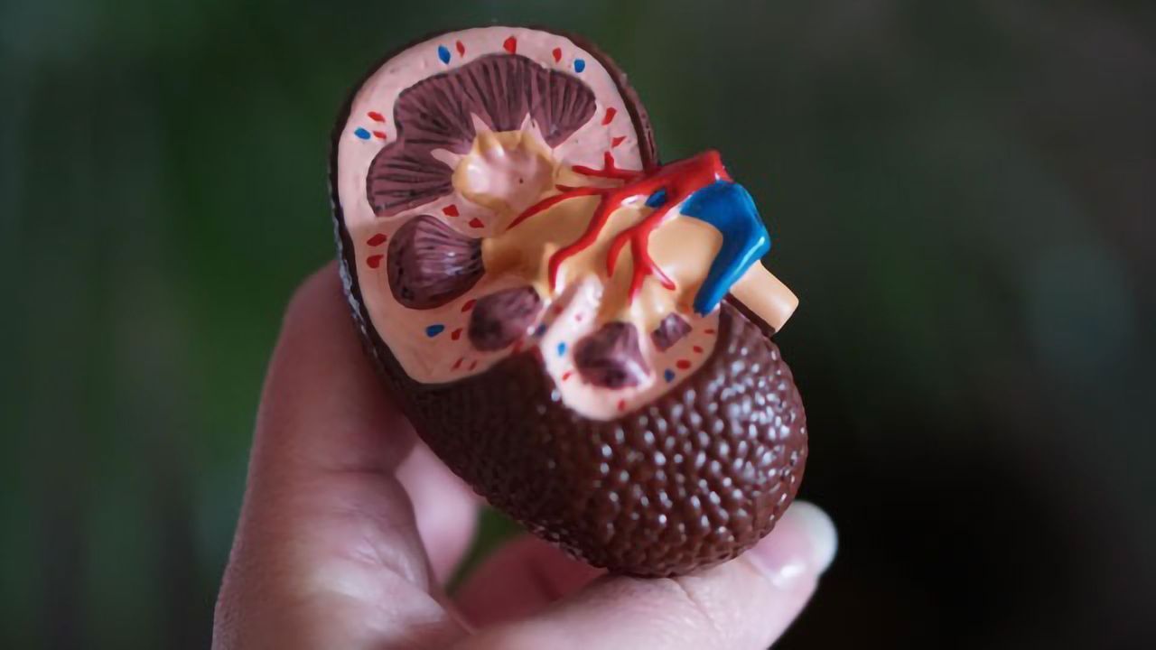 Blocking Brain-Kidney Signaling Could Help Treat Organ Failure