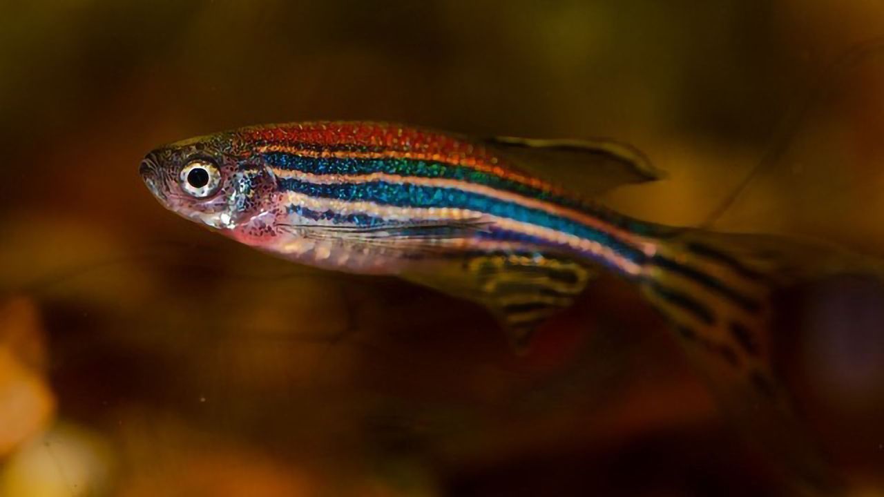 Transparent Fish Reveal the Cellular Dance in Which Sensory Organs Take Shape
