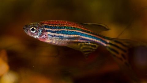 Transparent Fish Reveal the Cellular Dance in Which Sensory Organs Take Shape