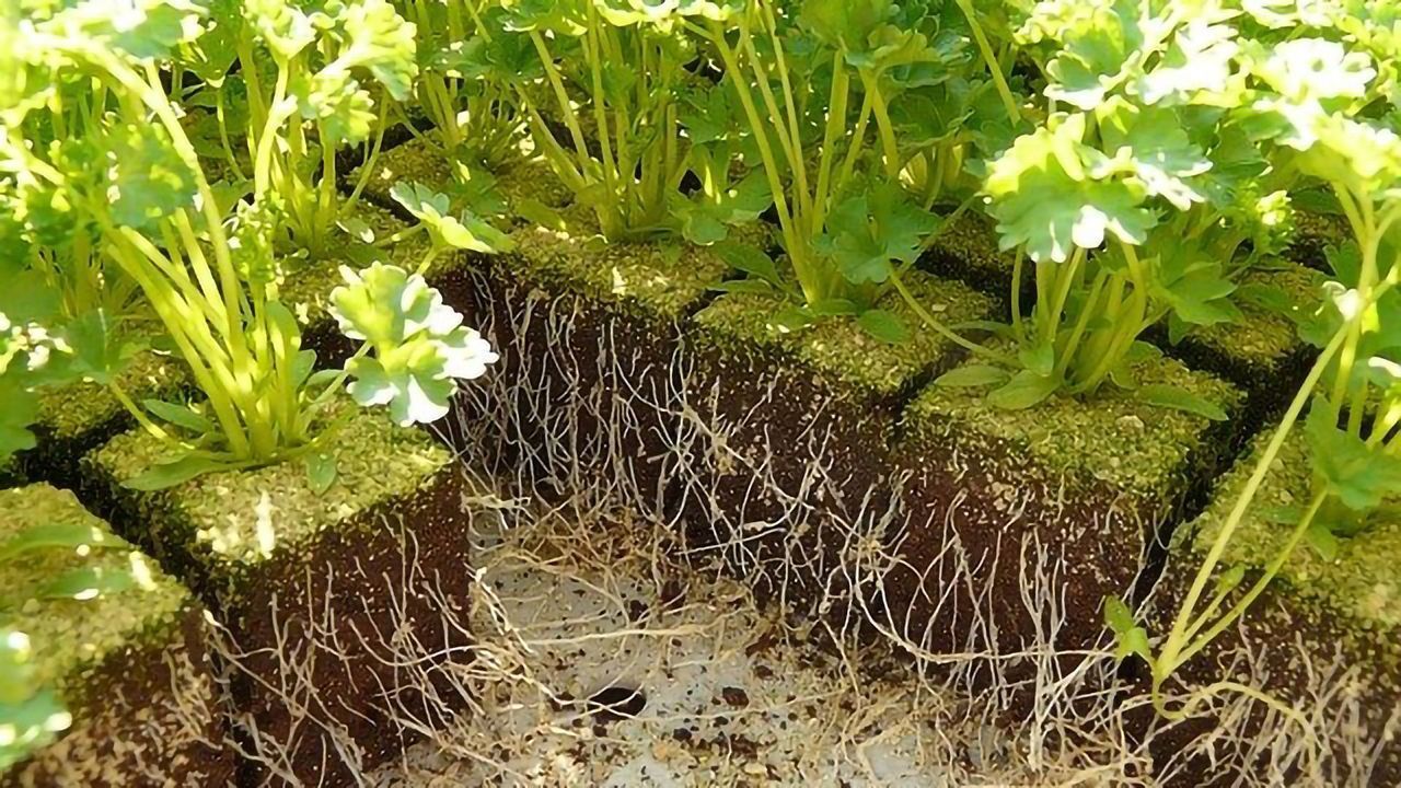 The Overlooked Role of Bacteriophage in Plant Health